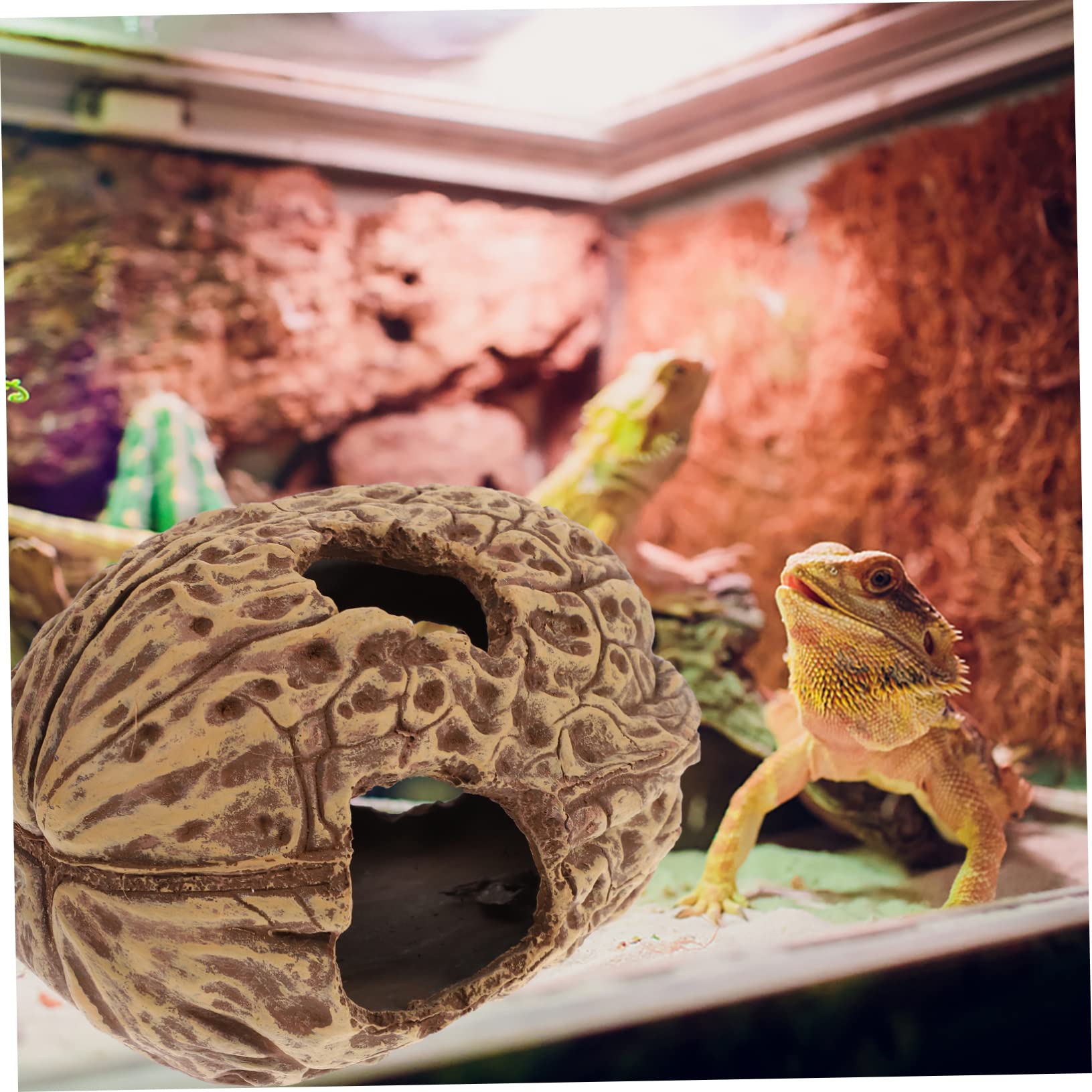 Refugio para Peces y Camarones Acuario Casa De Decoración Natural De Núcleo De Nuez Accesorio para Acuarios De Agua Dulce y Salada Espacio Seguro para Reptiles y Tortugas
