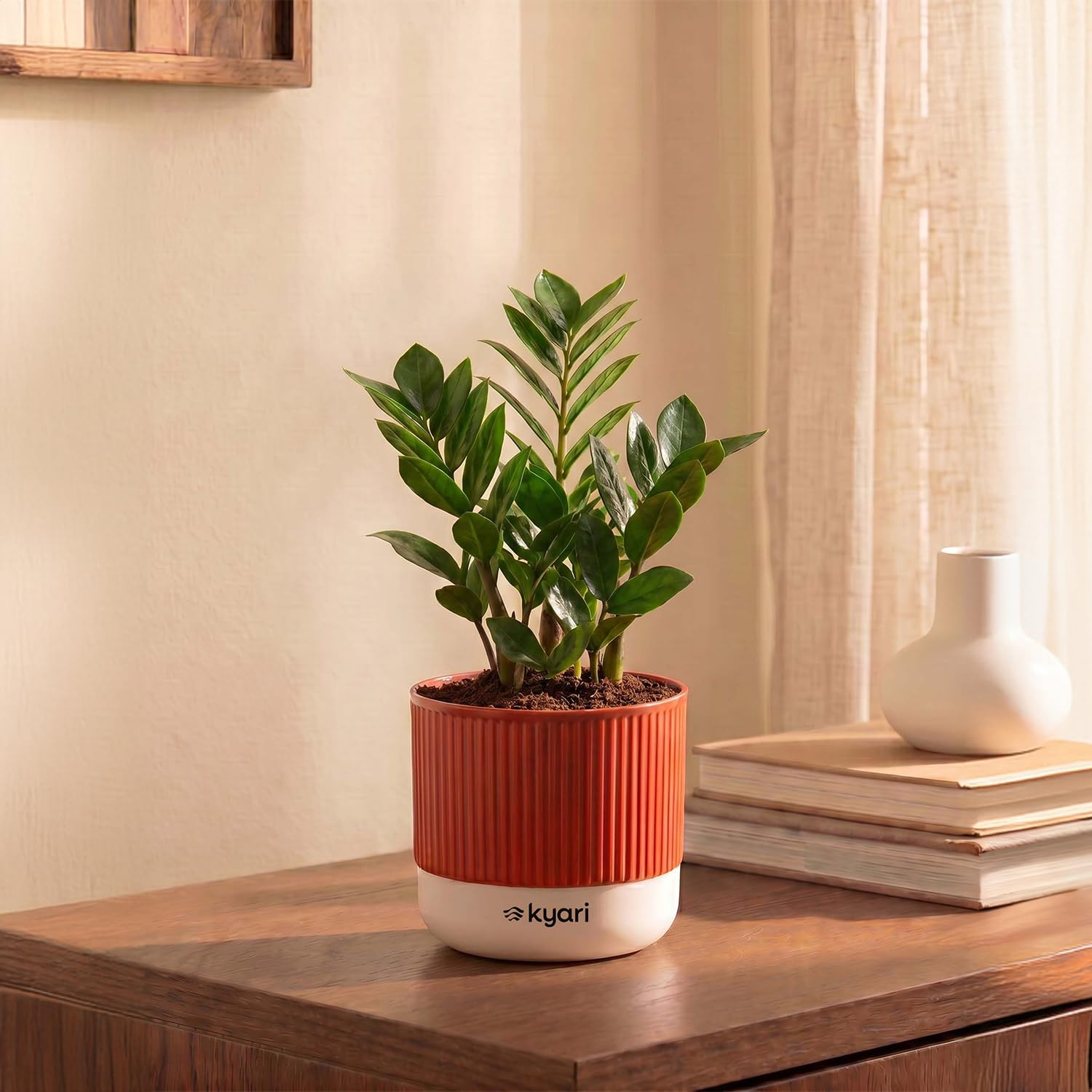 Kyari Zamia Green (ZZ) Air Purifier Plant with Red Brick Self Watering Pot - Mylo 3.5 Inch-image-8