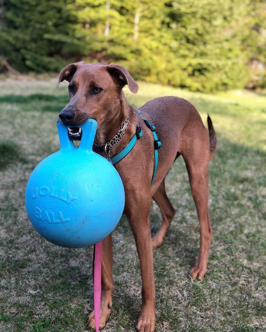dog ball with handle
