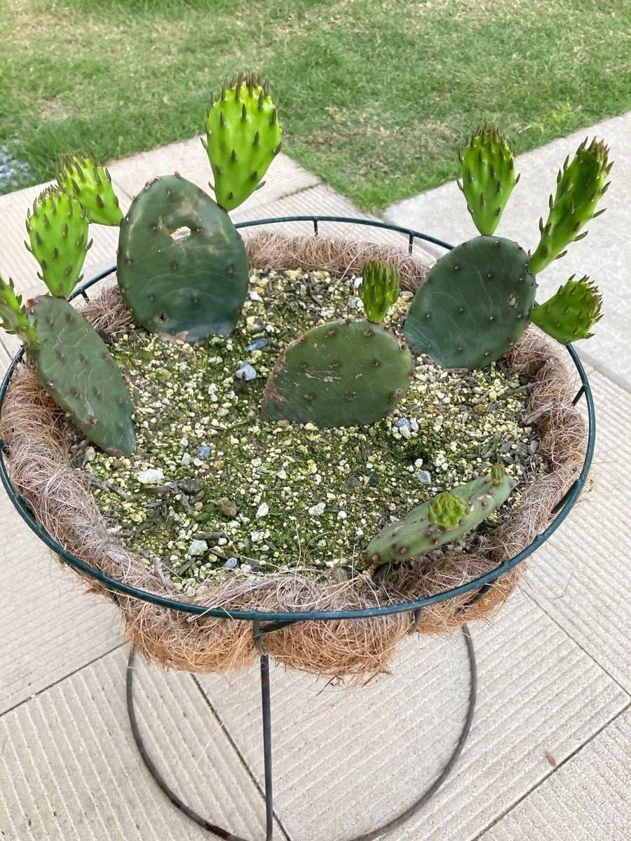 サボテン 種付き♪抜き苗 Amazon.co.jp: 白檀 サボテン 抜き苗発送 根付き : DIY・工具