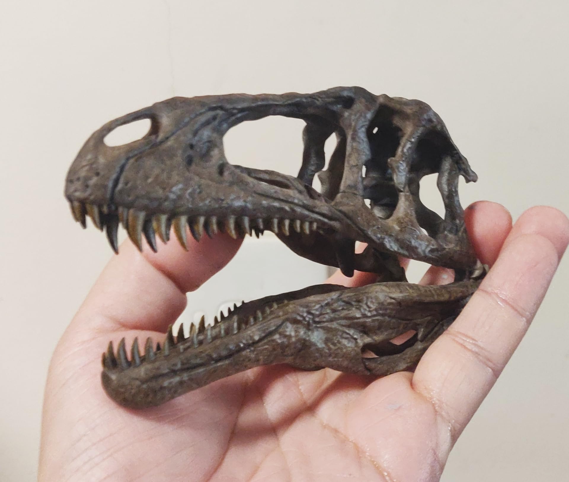 Amazon.co.jp: 1/10 サイズ アクロカントサウルス 頭骨 頭蓋骨 骨格