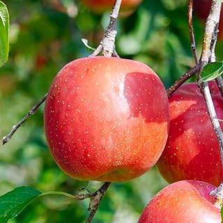 先行予約 りんご シナノスイート 5kg (10~20個程度) 秀品 2026年産 sb-rissx5