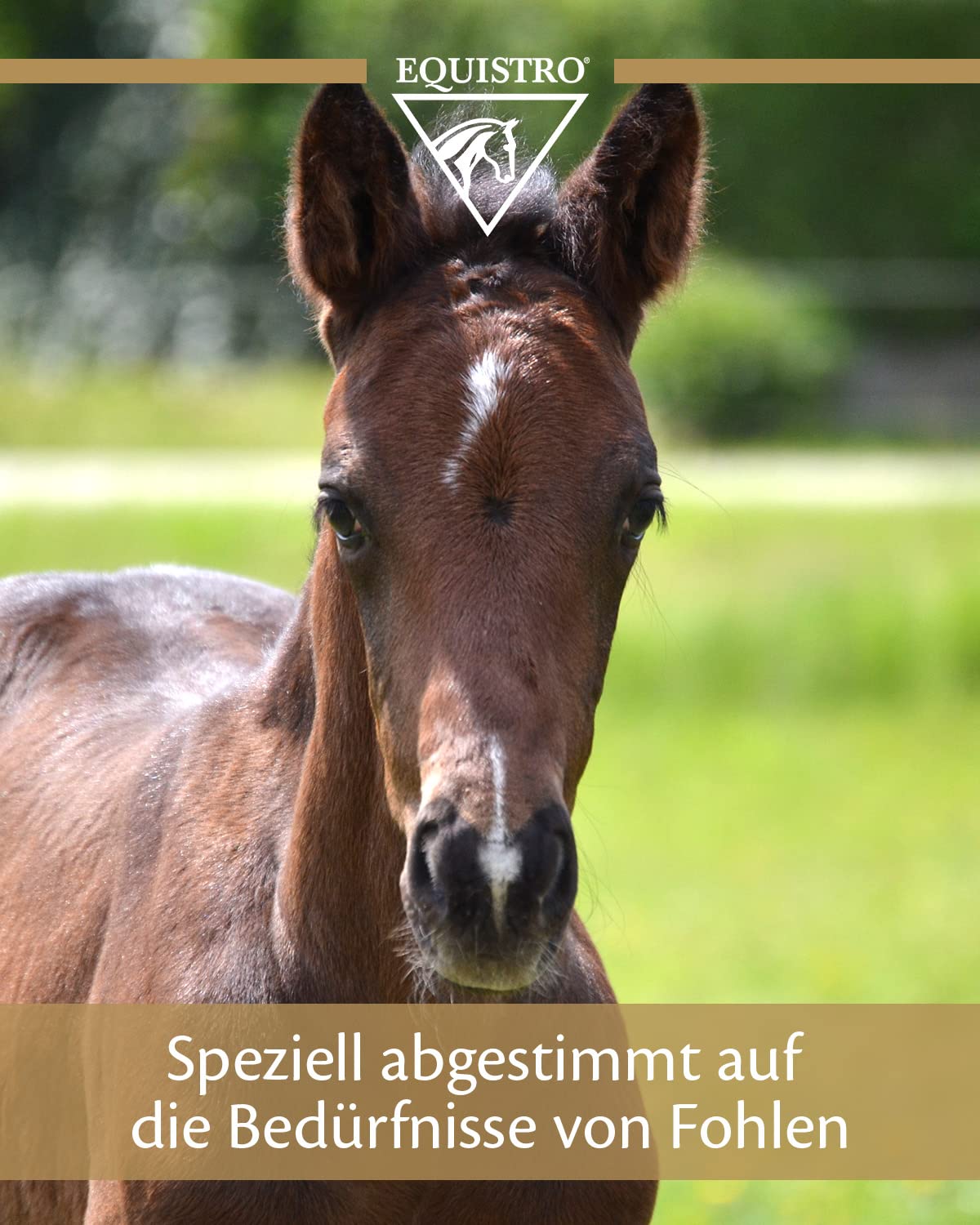 Equistro IPALIGO FOAL - Opakowanie 3 strzykawek