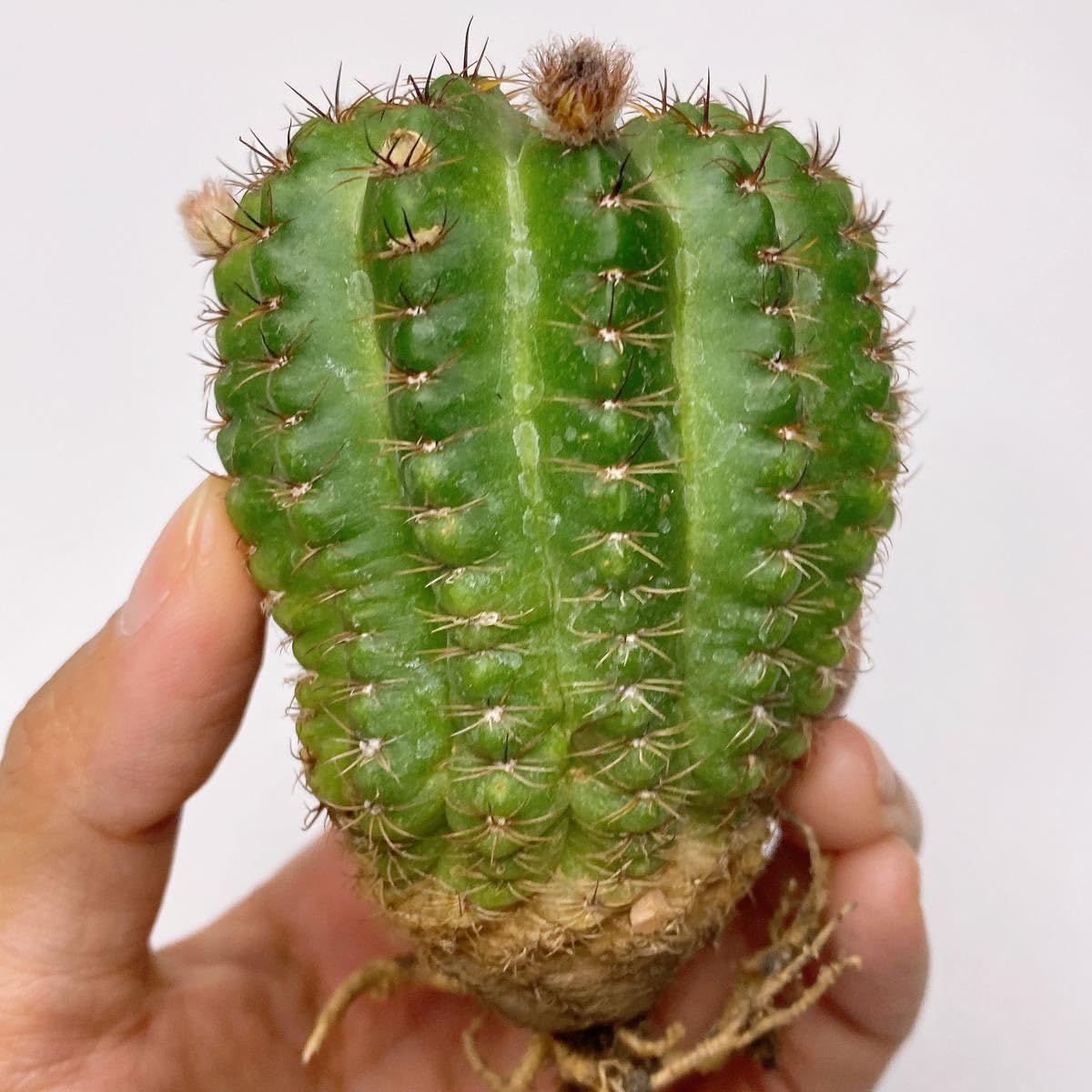 46センチ高】ロビビア 交配 11年物 鉢ごと発送 46センチ高】ロビビア