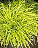 All Gold Japanese Forest Grass - Hakonechloa - Shade Lover - 2.5' Pot