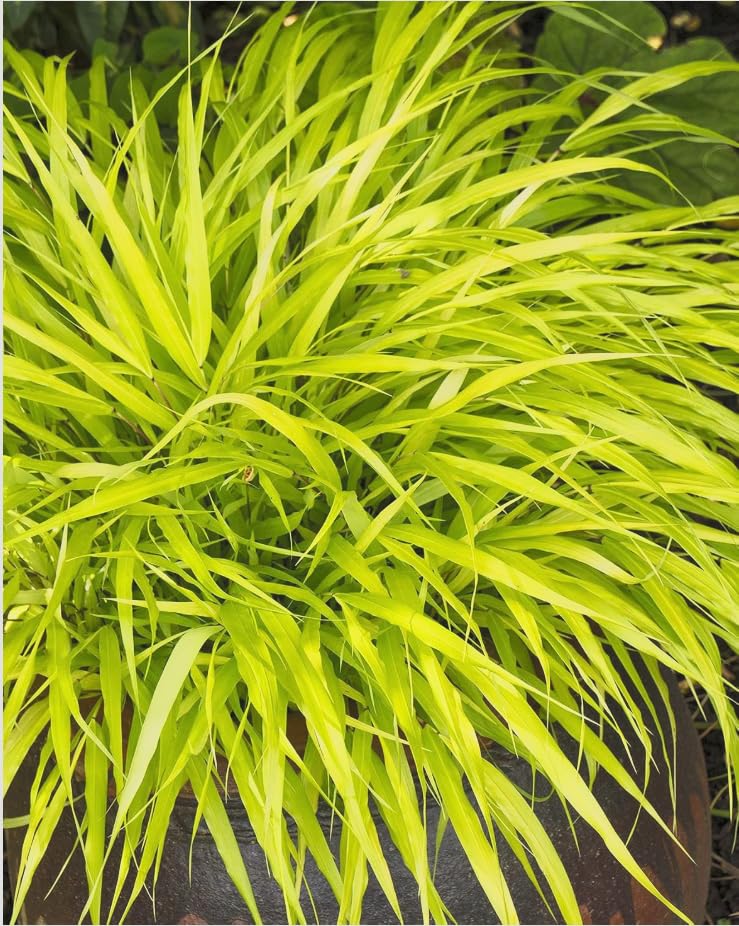All Gold Japanese Forest Grass - Hakonechloa - Shade Lover - 2.5' Pot