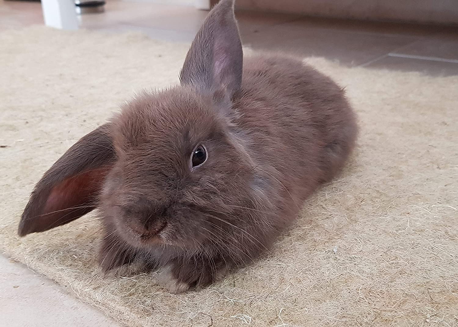Knaagdiertapijt van 100% hennep, 100 x 50 cm 5 mm dik, verpakking van 3 stuks, knaagmat geschikt als kooi bodembedekking, bijv. voor konijnen, cavia's, hamsters, digus, ratten en andere knaagdieren