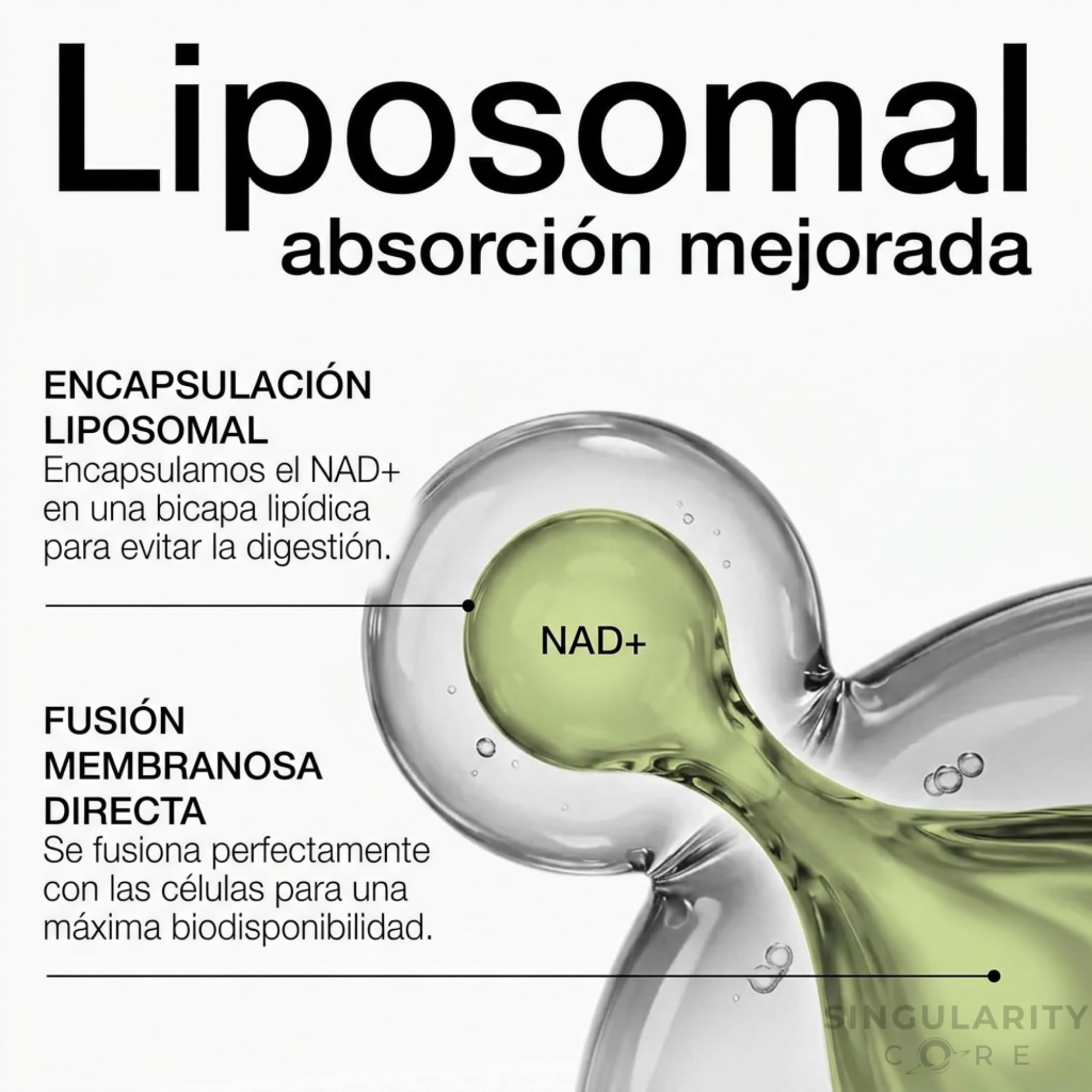 NAD+ Liposomal RiaGev 750mg - 3 meses - Alternativa Premium a NMN, NR, NADH y NAD Resveratrol Puro - Con Nicotinamida y D-Ribosa - Energía, Enfoque y Recuperación Celular