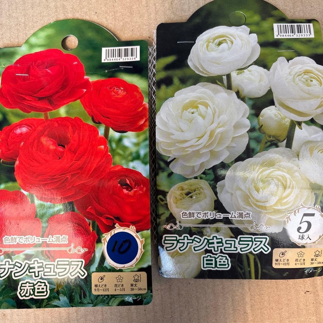 ラナンキュラス球根赤花 10球 白花 5球