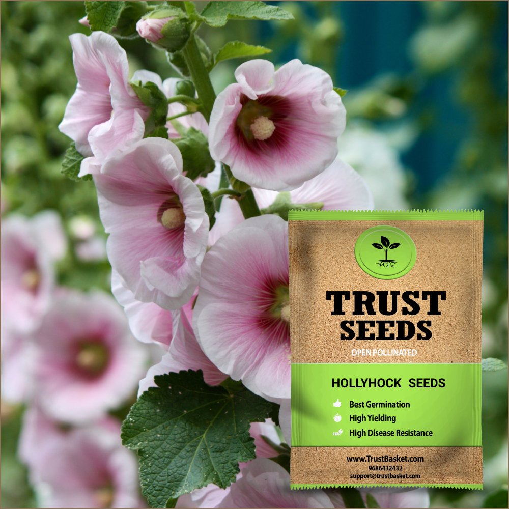 TrustBasket Premium Flower Hollyhock Seeds (Open pollinated) | Sow and Grow Fresh Healthy Seed in Your Garden Perfect for Home & Terrace Gardening High Germination Seeds (B07DCTGZKW) Amazon Price History, Amazon Price Tracker