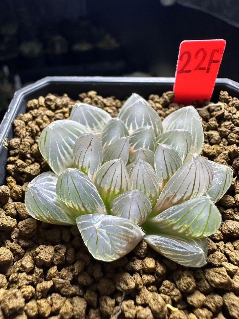 4c ハオルチア 多肉植物 湖水オブツーサ錦 自家繁殖 4c ハオルチア