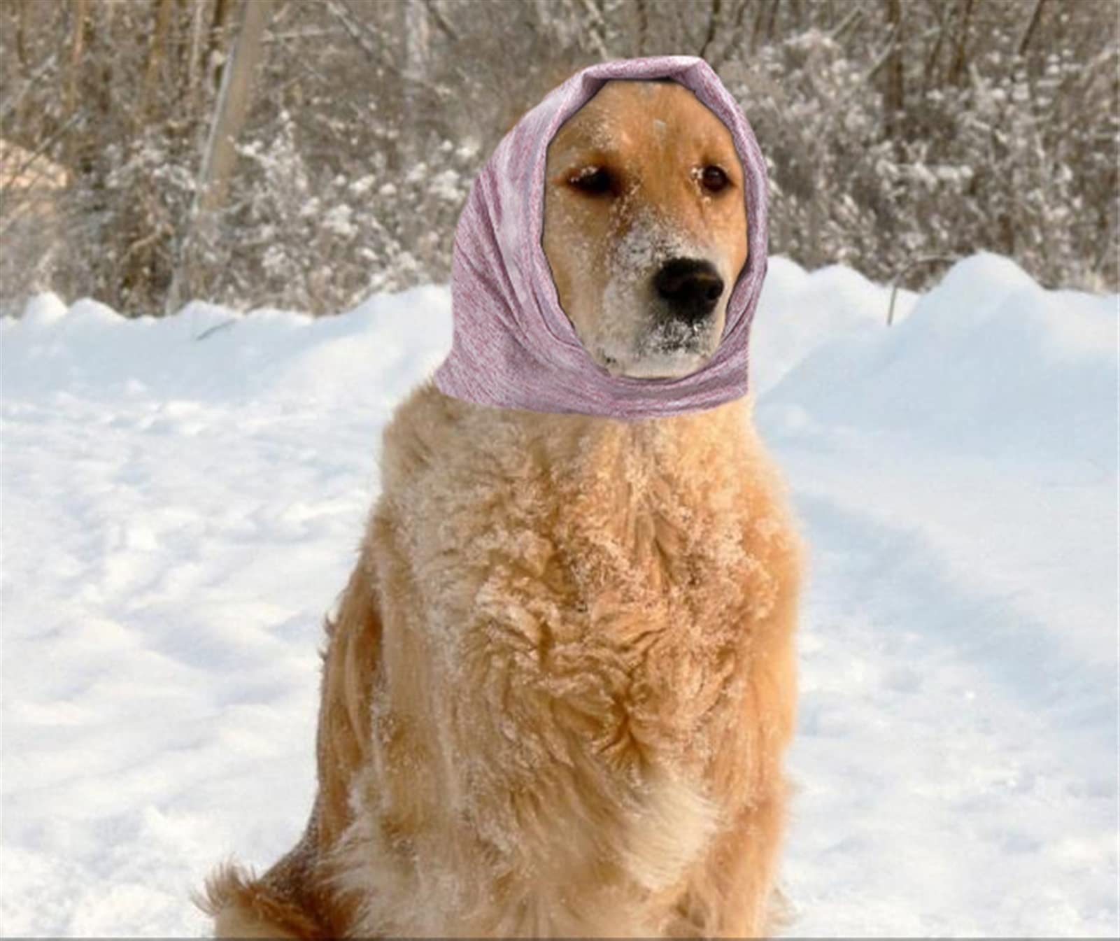 Hondensnood
