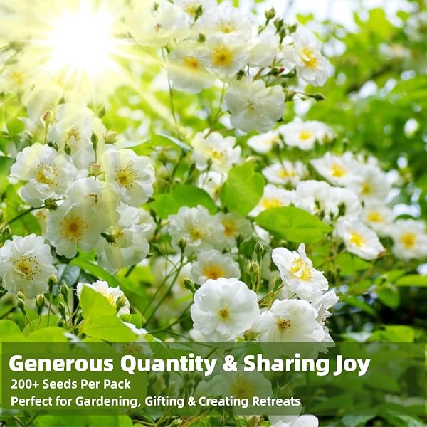 200+ Climbing Jasmine Flower Seeds for Planting, Easy to Grow, Non-GMO, High Germination Fragrant Flowers for Home Garden, Balcony, Trellis, Fence, Vertical Garden Decor, 200pcs - 3