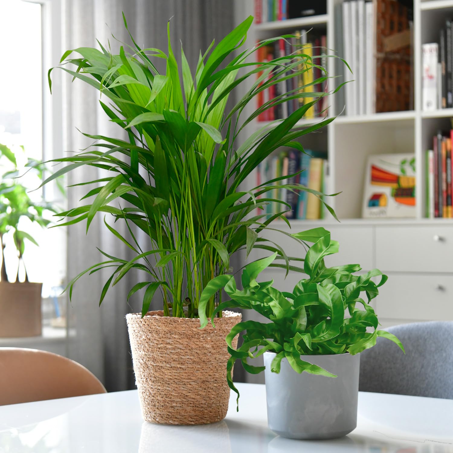 Nestfarn, Areca-Palme, Glückskastanie & Rutenkaktus – 4er Box Zimmerpflanzen Katzenliebe – frisch aus der Gärtnerei – Höhe 15-70 cm – Töpfe 10,5-17 cm – mit Übertöpfen – Green Me Up