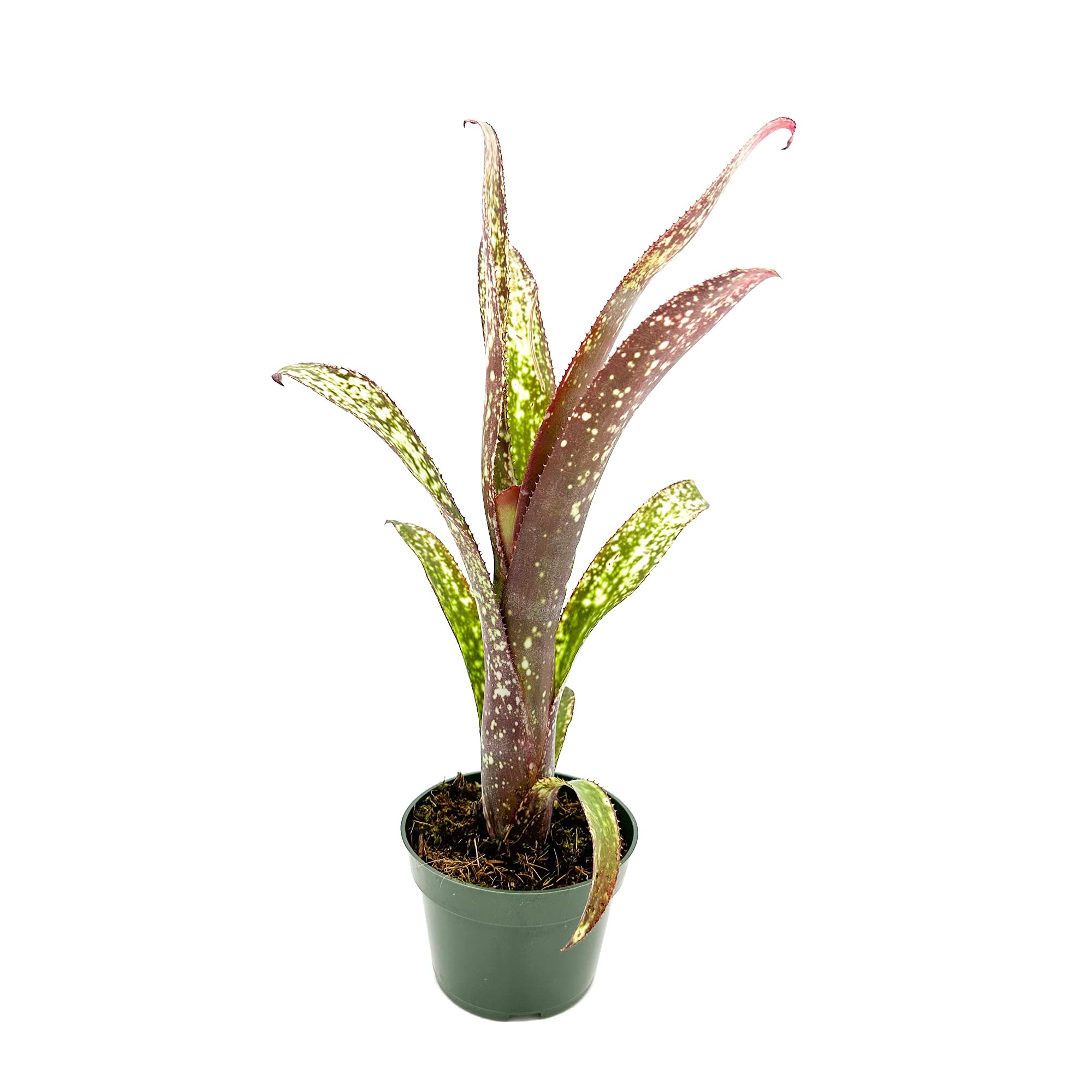 Billbergia Luna Blanca 子株付き Amazon.com : ragnaroc Live Plants – Bromeliad Billbergia Casa
