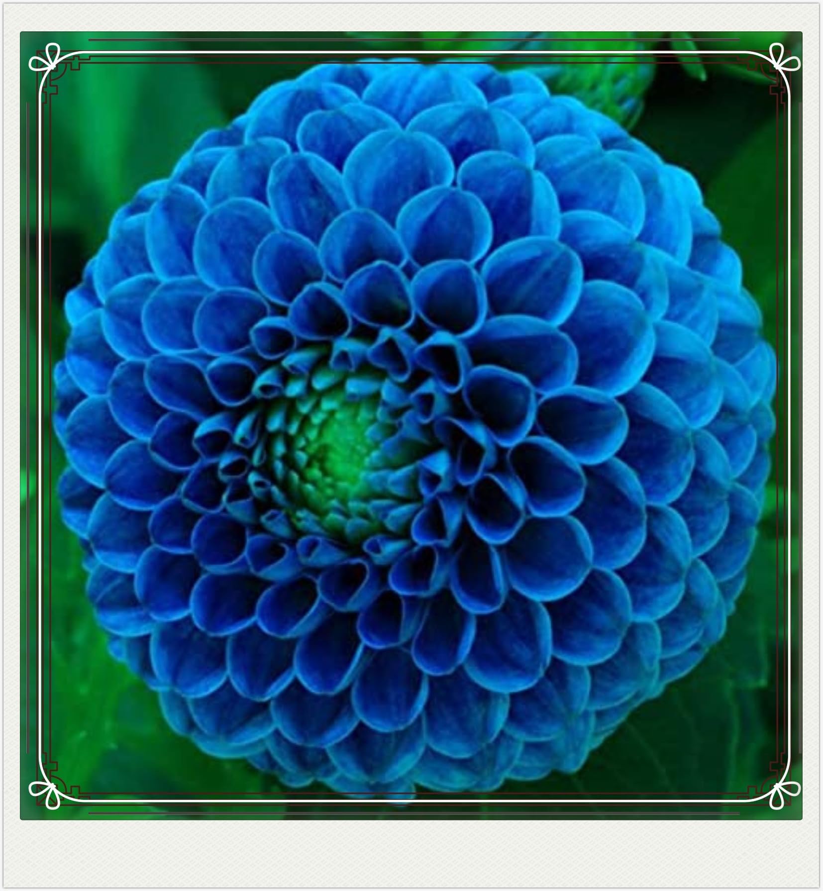 Dahlia Bulbs-Dahlia Plant Dahlia Bulbs for Planting Now UK,Hardy Perennial,Ornamental Flowers,Garden Flowers,Wedding Flowers-4bulbs-h โ image 1