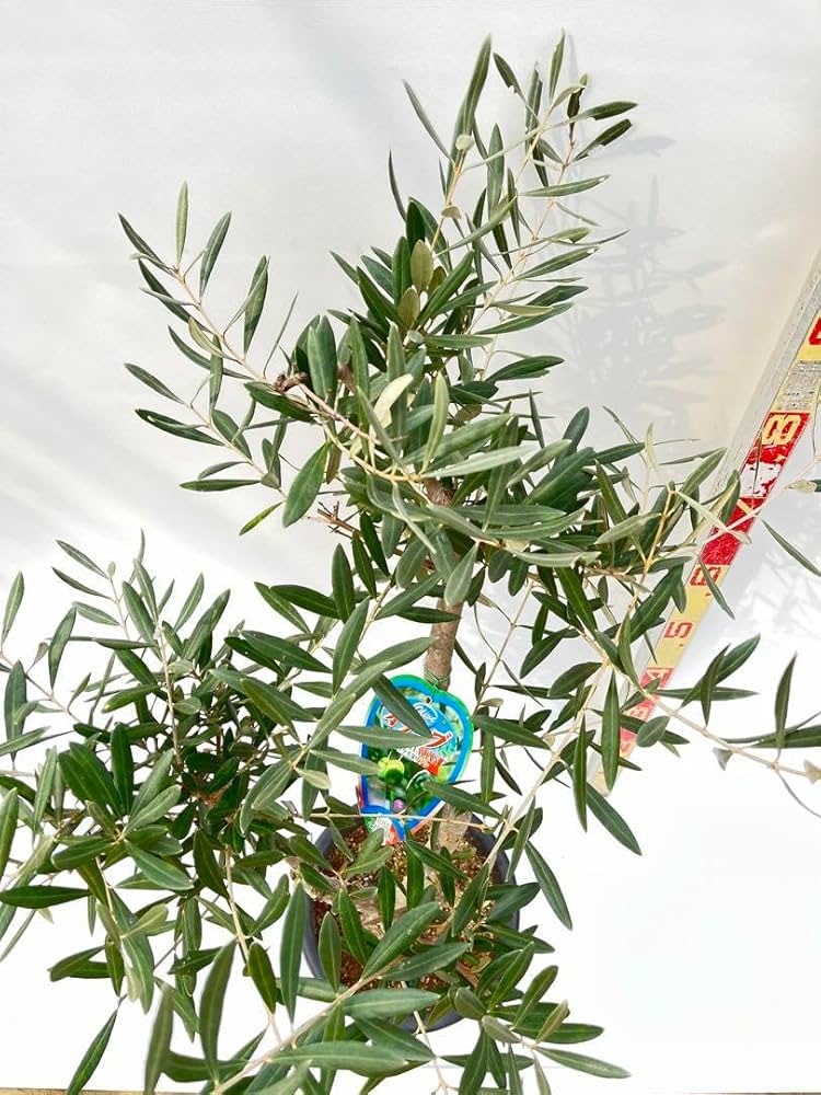 オリーブの木　ブラックイタリアン　8号　約110cm　K-29　一点物　希少品種 希少・直立型】ブラックイタリアン（オリーブの木）〈オイル向き