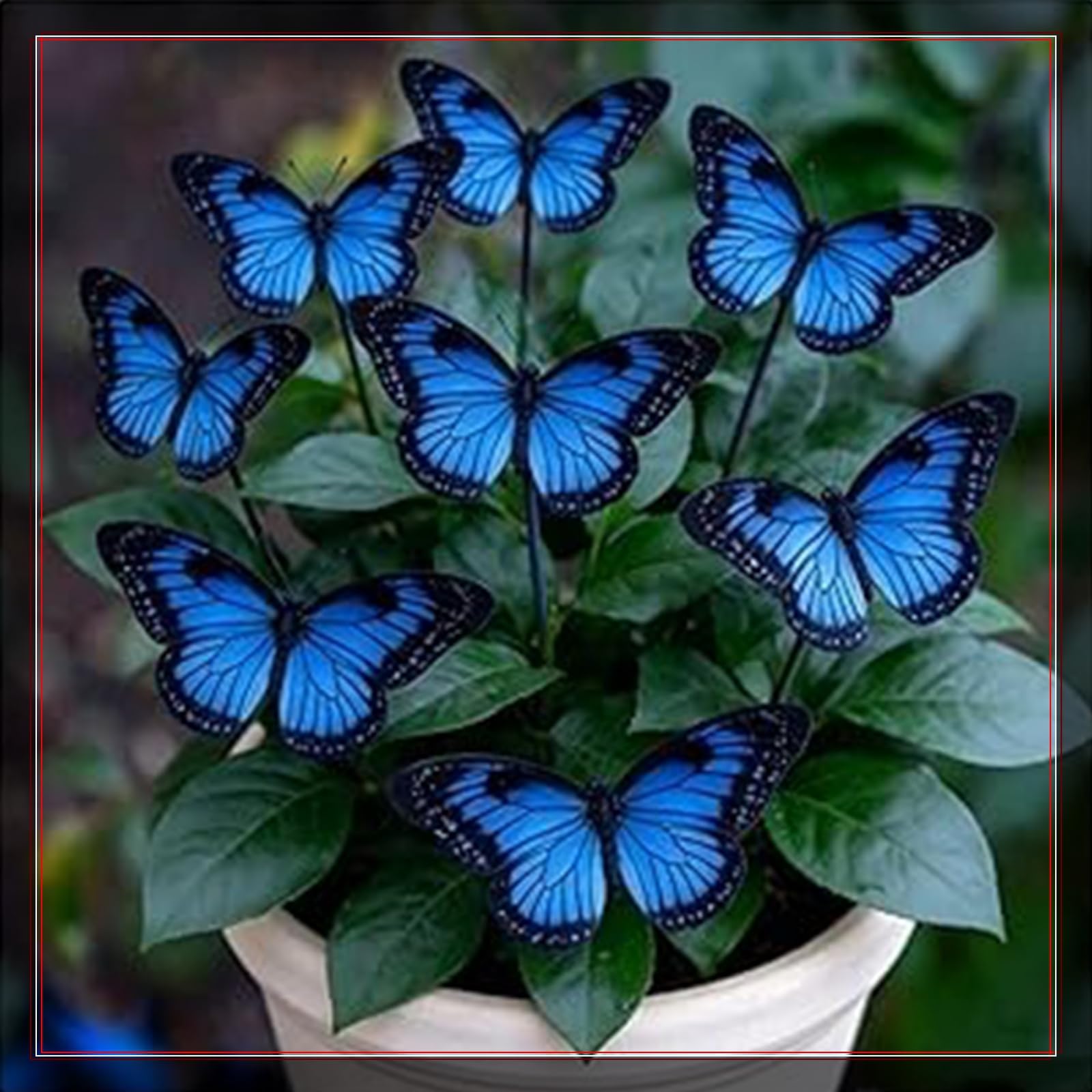 Perennial/Rare Butterfly Hosta Bulbs/Mix for Planting Now UK/Potted Viewing/Excellent Display/Strong Plants that Grow Well/Hostas rhizomes-5 Bulbs-J