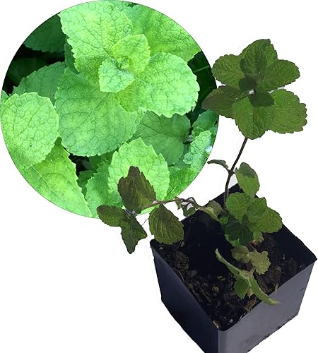 Miniatura 4 de Planta de menta naranja viva (Mentha piperita x citrata) maceta de 2.5 pulgadas, menta bergamota, Eau de Colonia, Hierba infusora aromática de sabor
