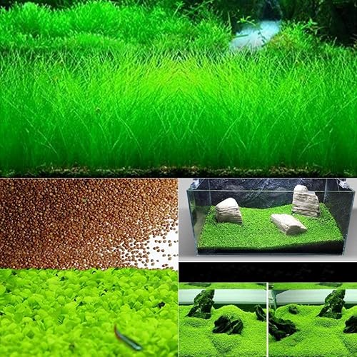 Semillas de plantas de acuario mezcladas fáciles de cultivar, semillas de alfombra de césped acuático, cultivo rápido para decoración de peceras