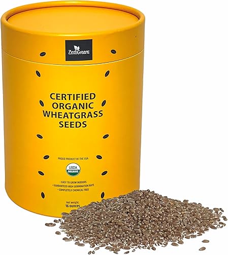 Semillas de pasto de trigo orgánicas certificadas  Semillas de hierba de gato  Las semillas vienen en un recipiente colorido de grado alimenticio