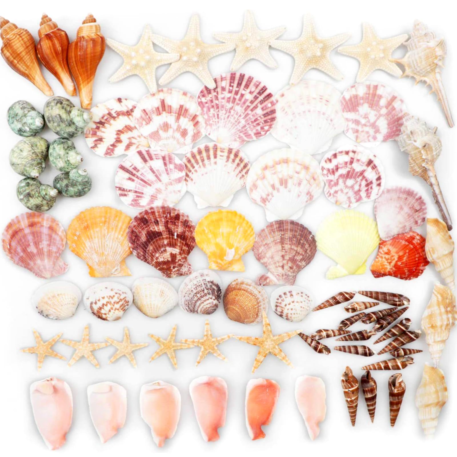 Conchiglie Naturali Miste Con Stelle Marine - Decorazioni Per Feste A Tema Spiaggia, Vaso, Matrimoni | 70+ Pezzi Da 3 A 9 Cm - Foto 4