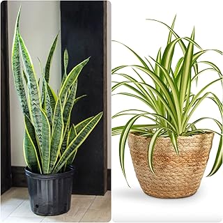 Indoor plant for pollution control,Plant of air purifier,Song of India,Spider plant (Pack of 2) Price In India