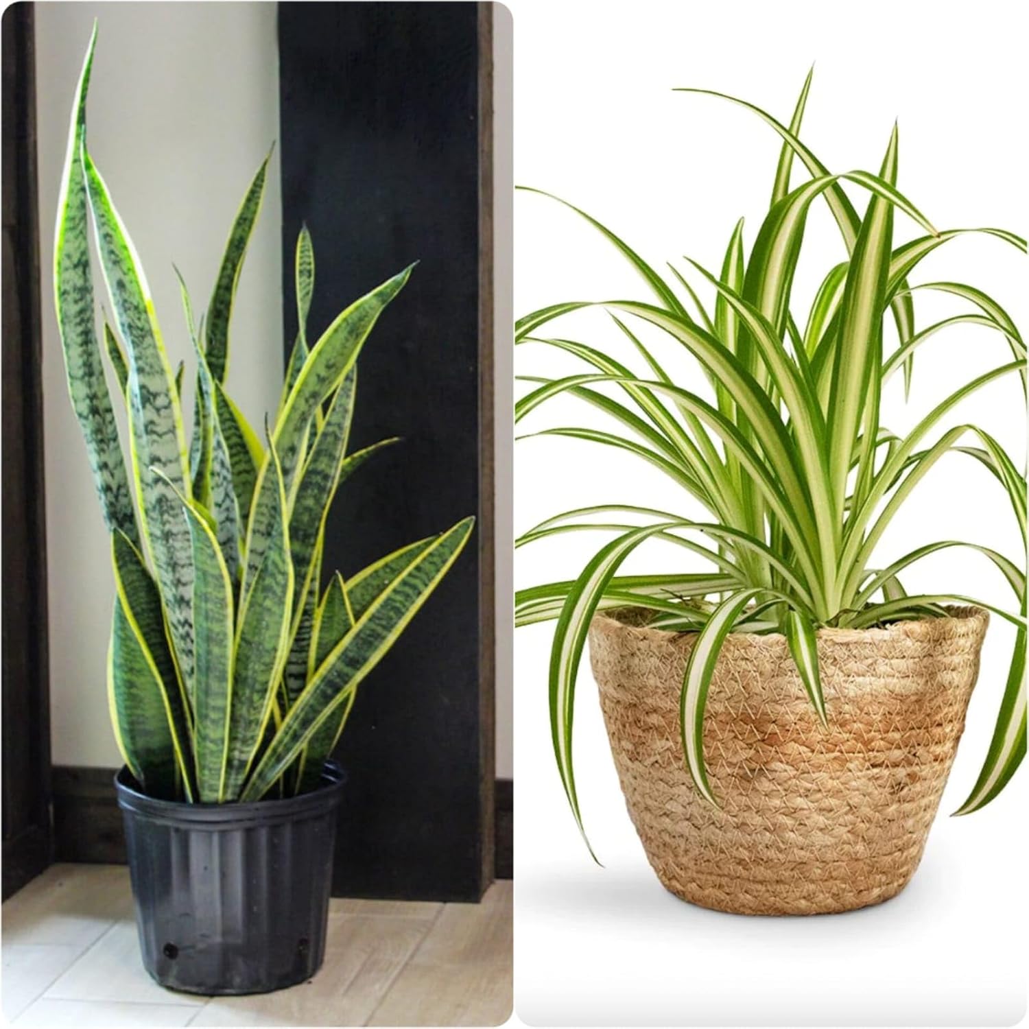 Indoor plant for pollution control,Plant of air purifier,Song of India,Spider plant (Pack of 2) - Review, Price and Buying Guide