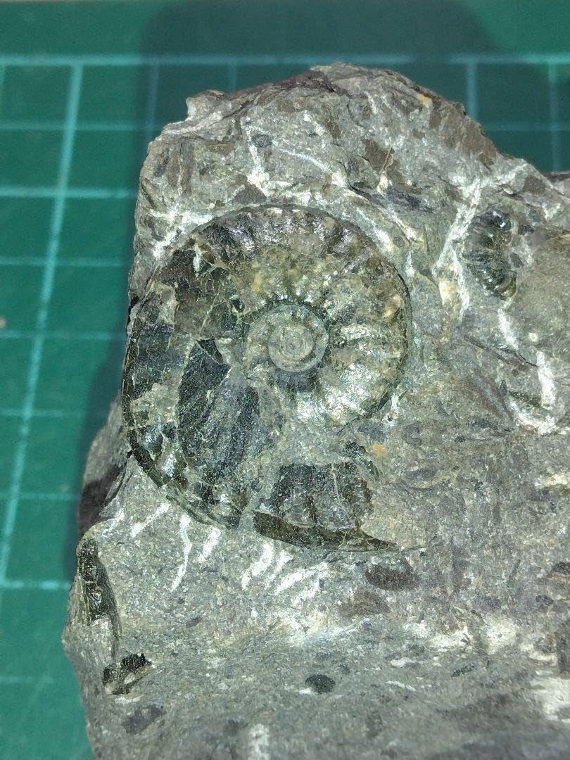 魚の化石 額装品 約30cm 魚の化石 額装品 約30cm Yahoo!オークション