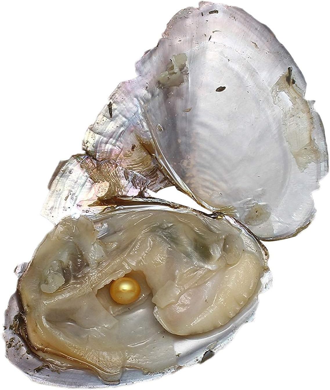 unbrand Freshwater Oysters Pearl, 20PCS/Lot Freshwater Cultured Pearl Oyster with Pearl Inside Oysters Random Colors Single Bead Round Pearls DIY Jewelry Making