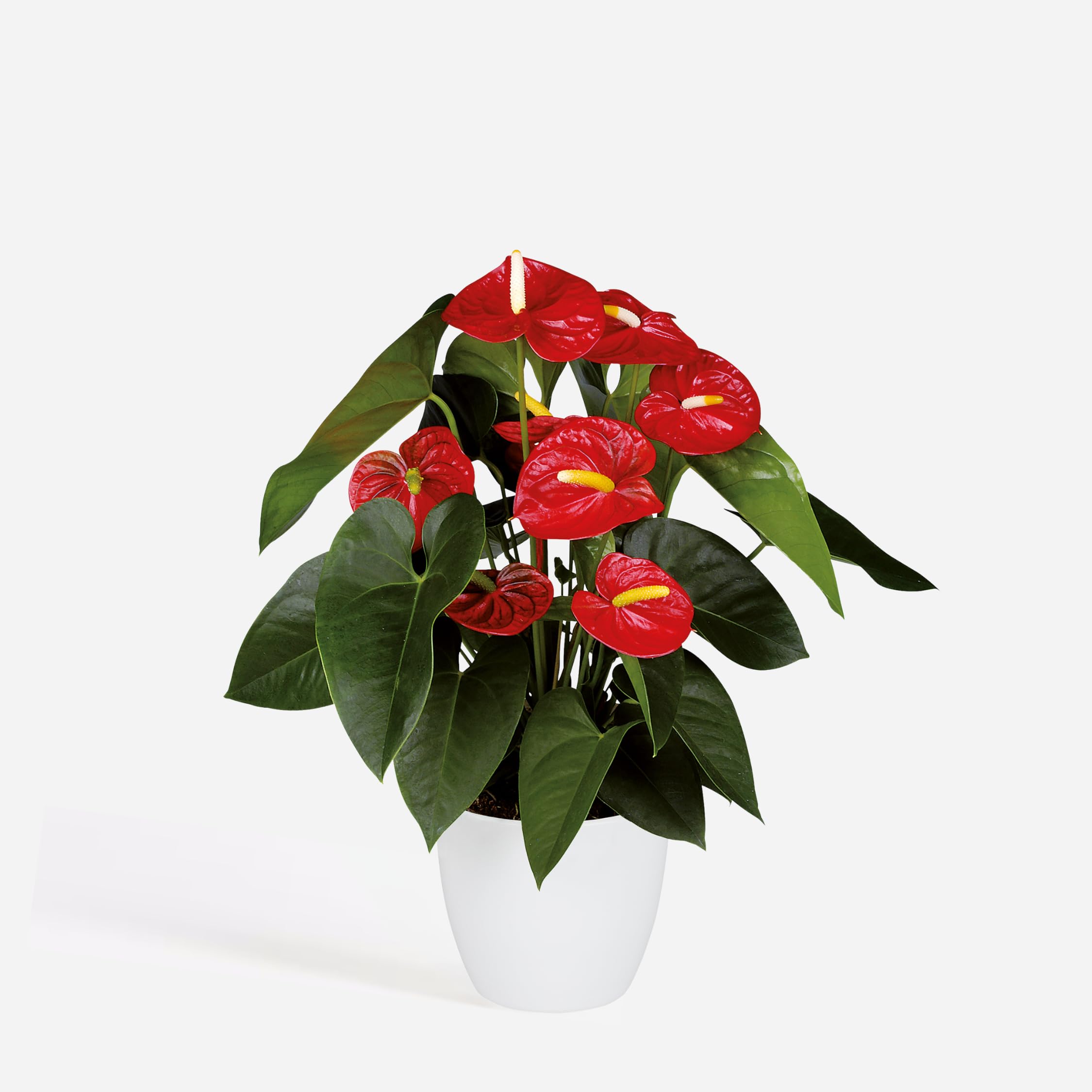 Anthurium 'Royal Champion' Roślina doniczkowa kwitnąca Czerwony 35-45cm 12cm
