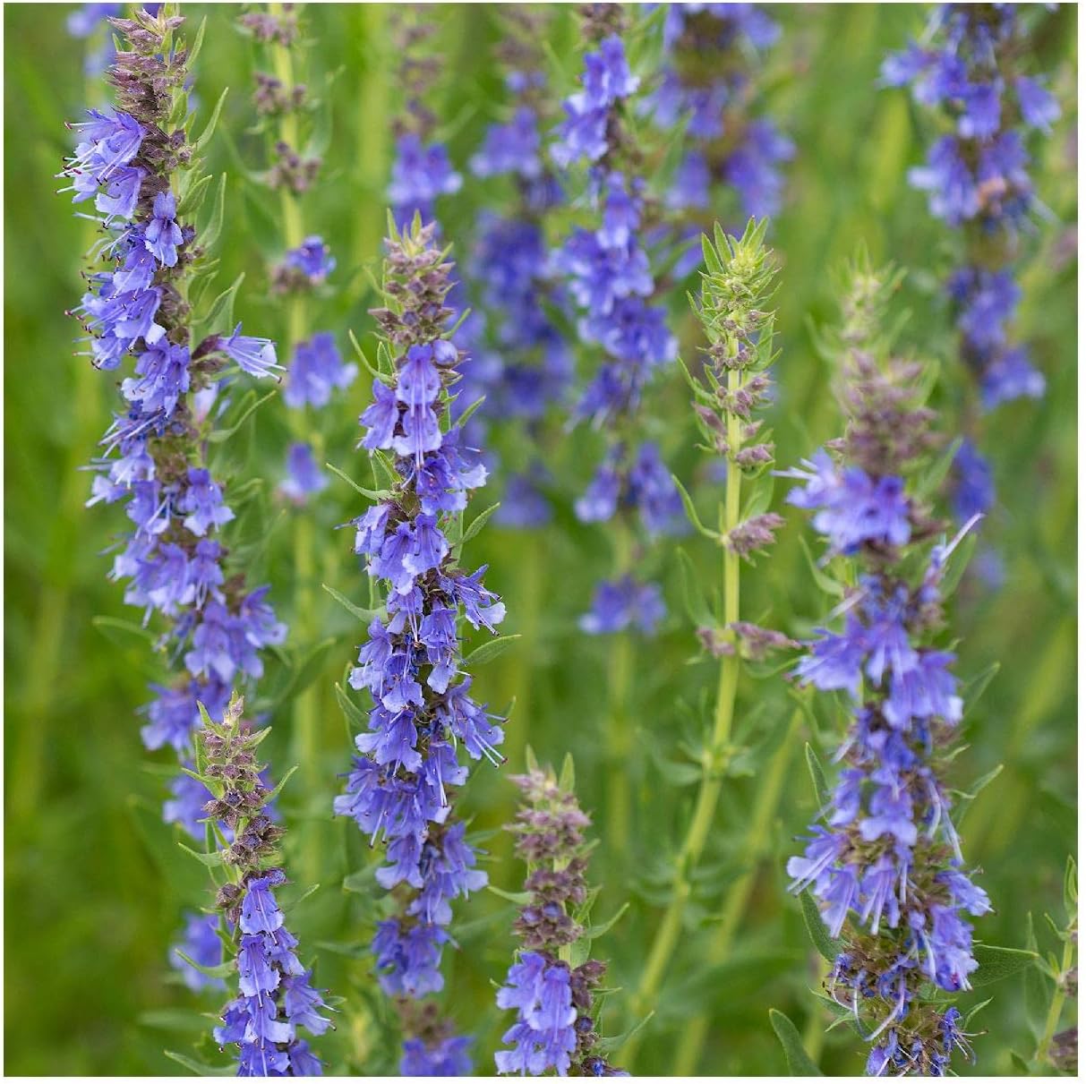 Everwilde Farms - 1 Lb Hyssop Herb Seeds - Gold Vault