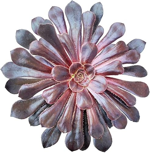 Aeonium - Rosa negra de 4 pulgadas + maceta de arcilla, colección colorida de plantas suculentas vivas Aeonium  Suculentas de rosetas saludables