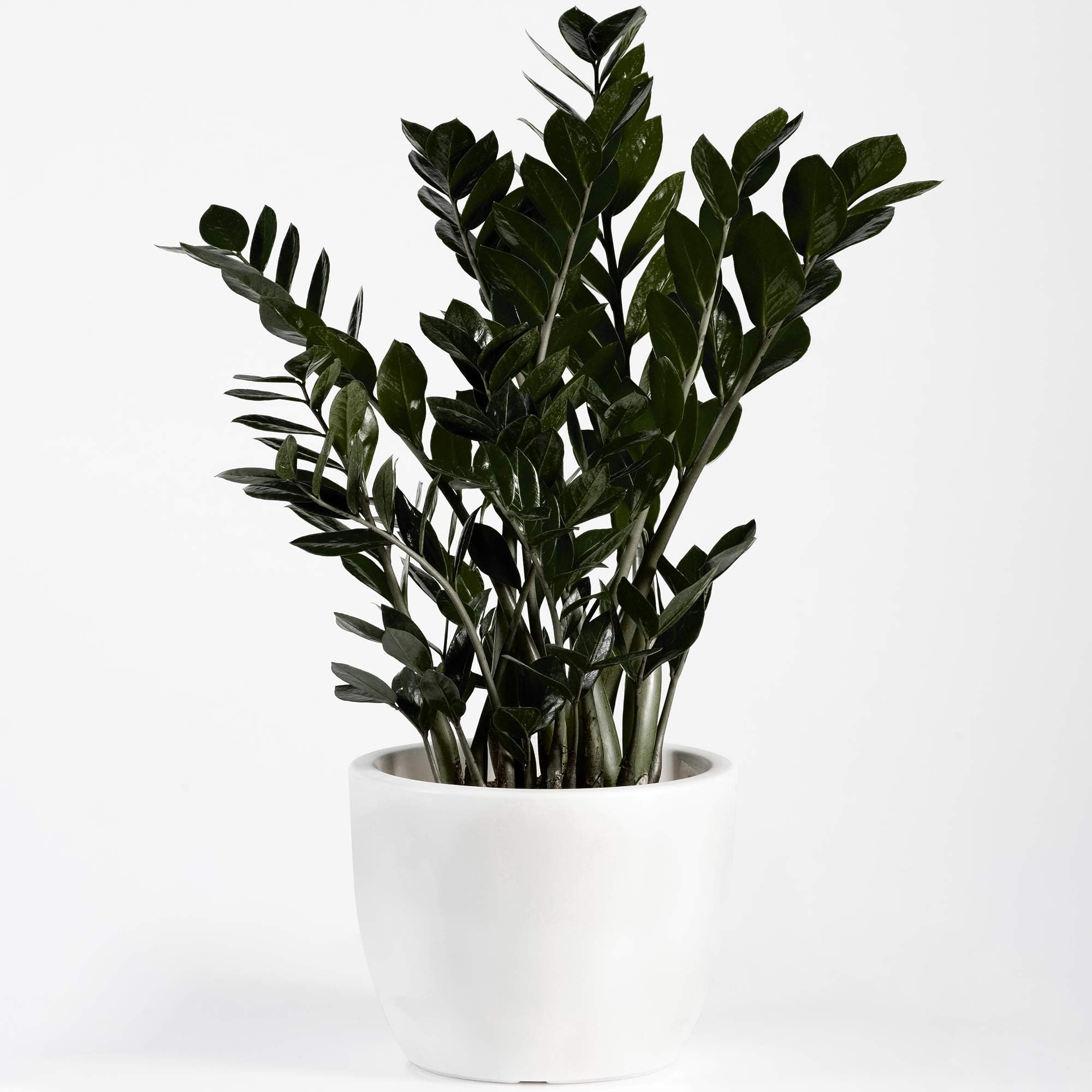 Premium Zamioculcas Raven | Indoor Black ZZ Plant for Home or Office | 30-40cm