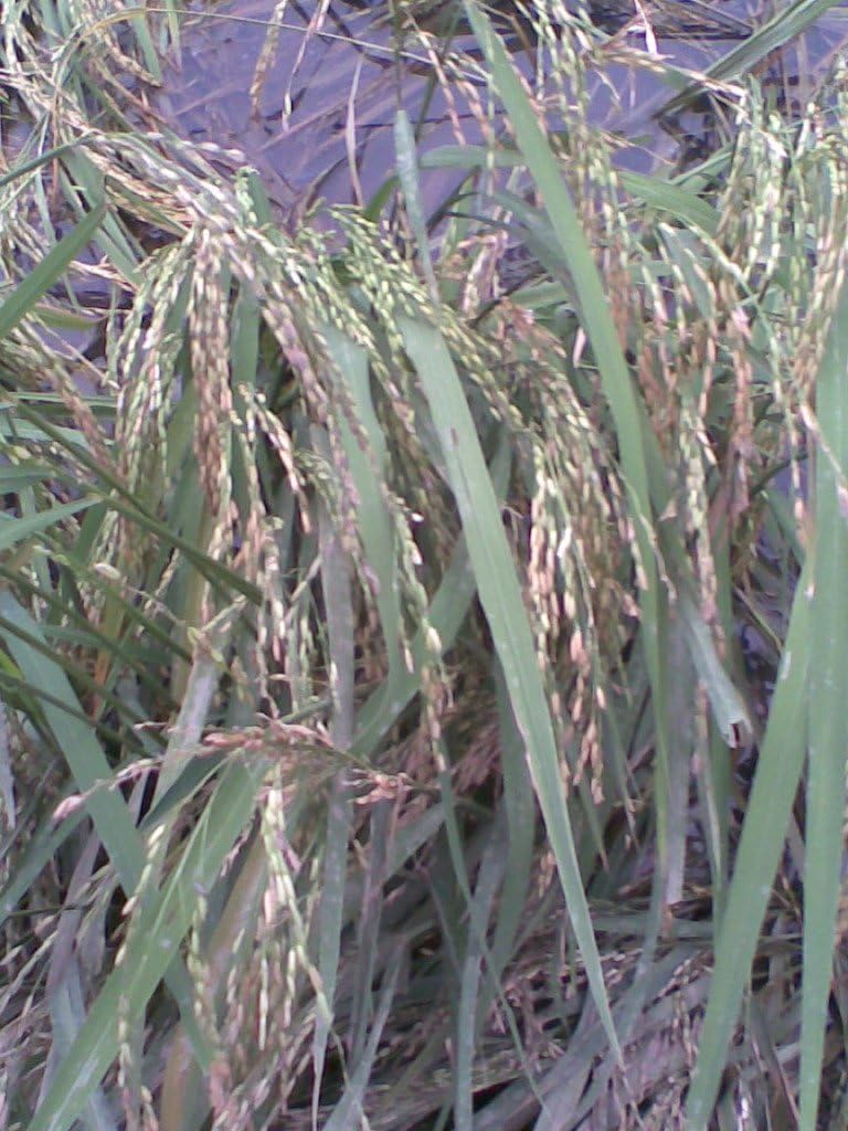 100 Long Grain Brown White Rice Oryza Sativa Vegetable Seeds