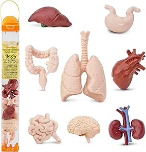 Safari Ltd. Human Organs TOOB - 8 Mini Figurines Including Brain, Heart, Lungs, Liver, Kidneys, Stomach, and Intestines - Anatomy Educational Toy Figures for Boys, Girls &amp; Kids Ages 3+