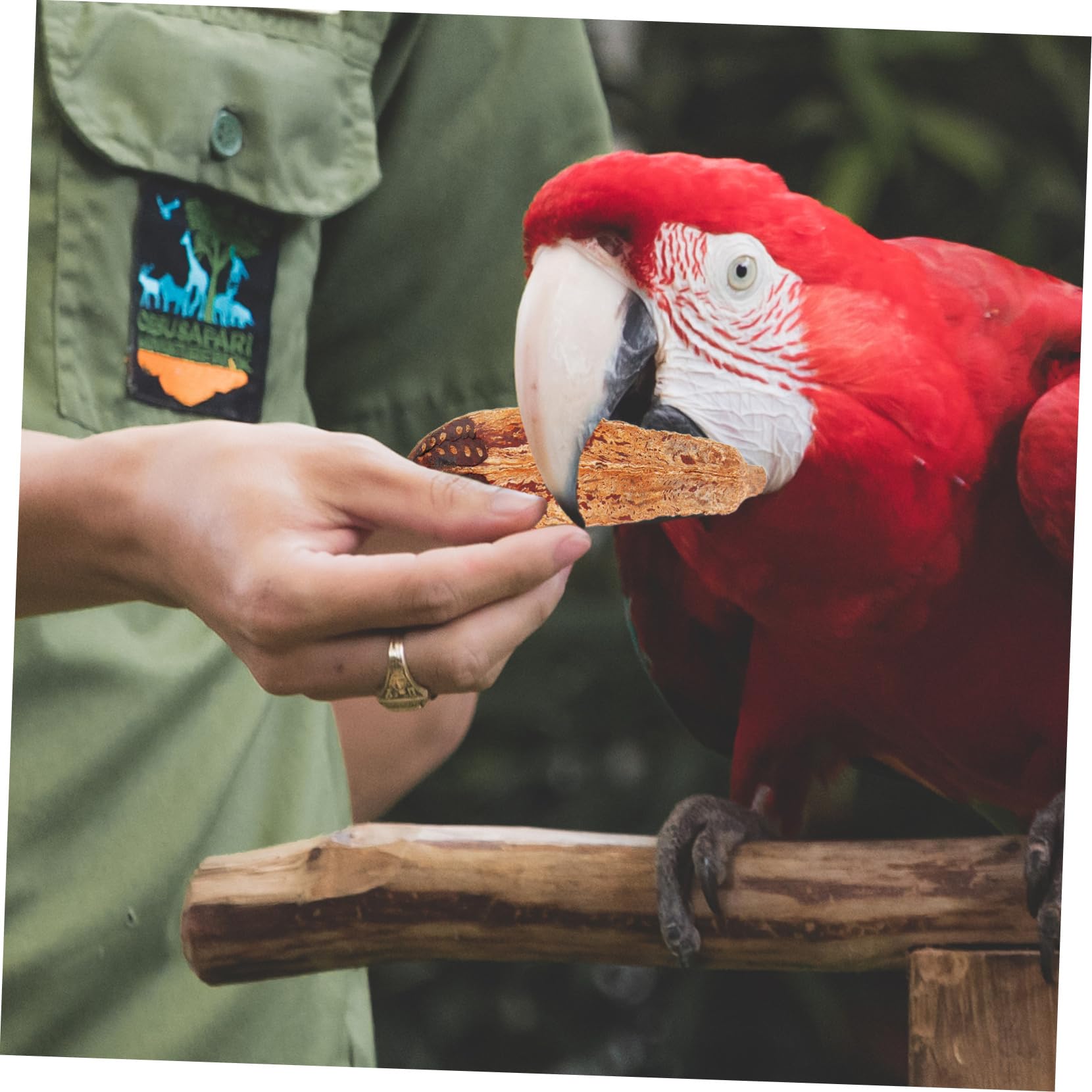 Beaupretty 20pièces Jouets à Mastiquer pour Oiseaux Naturel Accessoires De pour Perroquets Et Inséparables Réduit Ennui Et Favorise Petits Oiseaux
