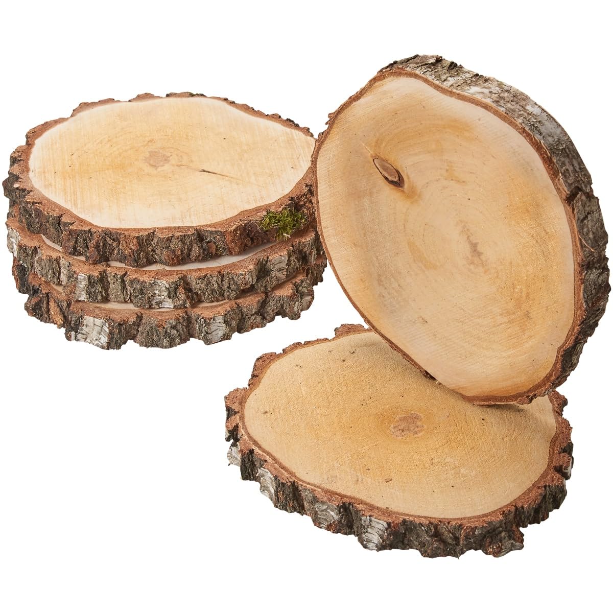 Rodajas grandes de madera de 35 cm (33-37 cm) de diámetro para manualidades y decoración DIY - Paquete de 5 rodajas redondas de madera de abedul - Rodajas naturales de madera de abedul como decoración