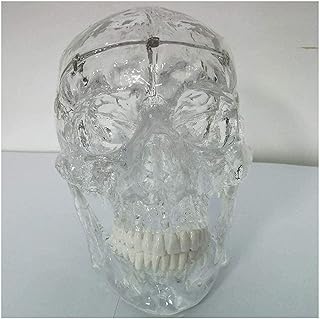 Study Model Educational Model Human Skull Anatomy Model Removable 3 Part Skull Model Life Size Human Skull Model Medical Anatomical Skull Model of Human,Medical Models SaiFei