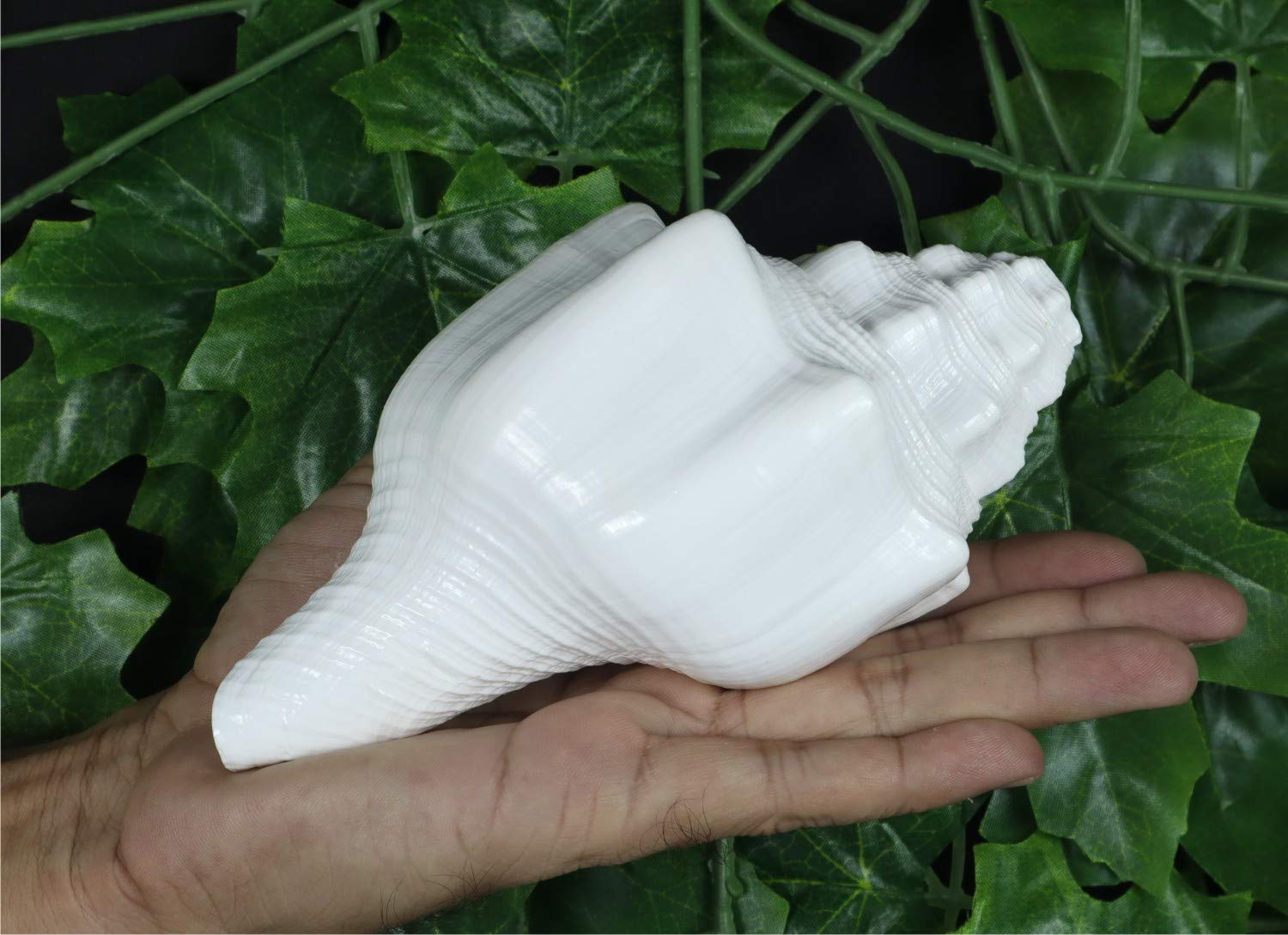 ASHIRWAD Blowing Shankh Vamavarti Dattatreya - Conch Shell - Puja Ritual - Shankhnaad (Shankh-10)