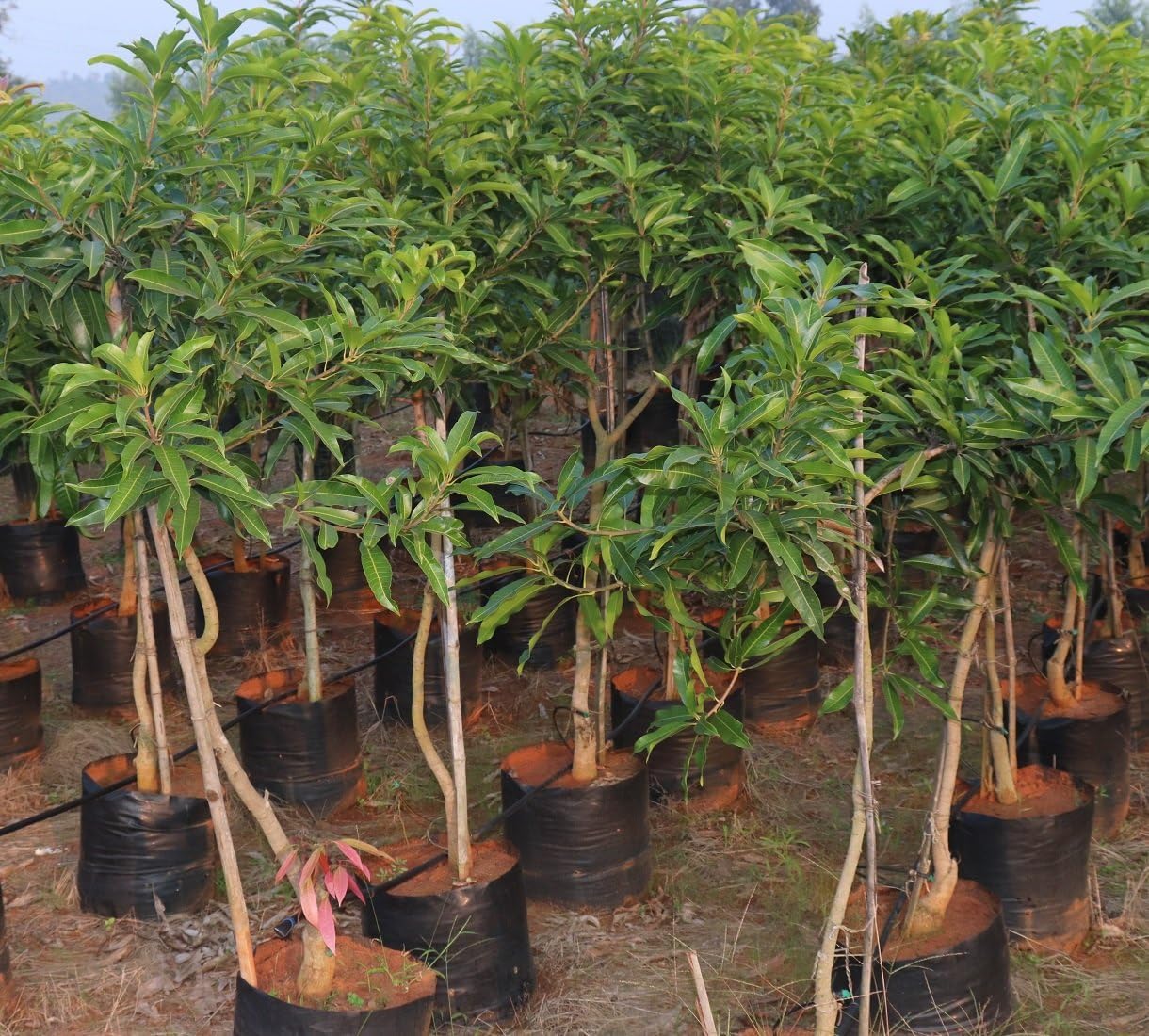 See full amazon price history chart for Cloud Farm Amrapali mango tree plant (Pack of 2),CF_40 Cloud Farm Amrapali mango tree plant (Pack of 2),CF_40 (B0D89QLNSQ) Amazon Price History, Amazon Price Tracker
