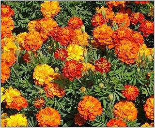 Sponsored Ad - 75 Marigold Seeds Sparky Mixture | Non-GMO | Fresh Garden Seeds