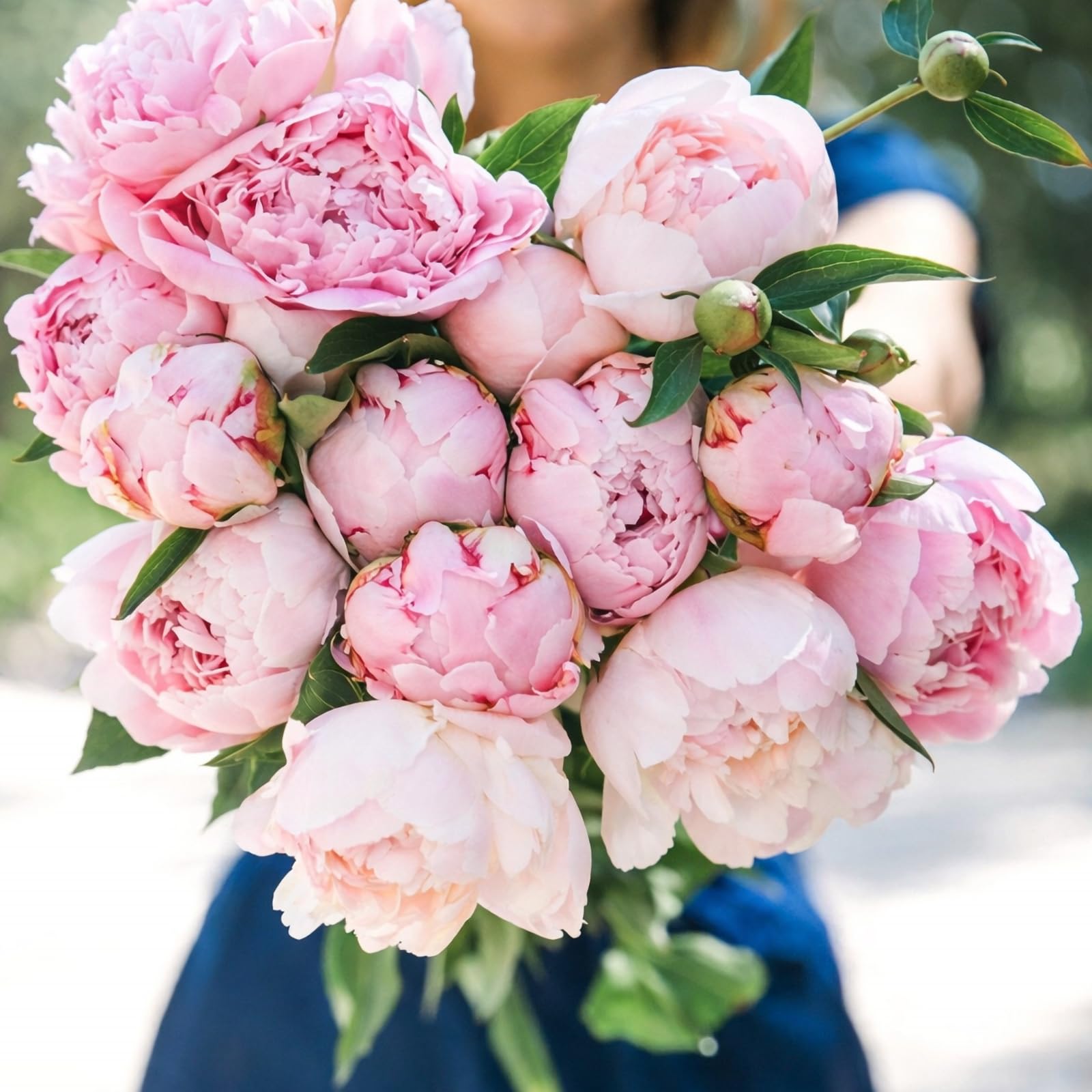 3 Fragrant Peony Sarah Bernhardt Garden Roots - Large Pink Flowering Perennial Plants Hardy Outdoor Peonies for Planting Borders Beds Cottage Gardens Long Lived Spring Blooming Roots Home Landscape