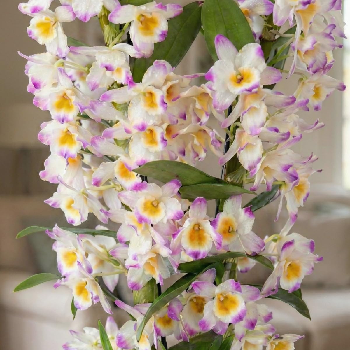 Orchideen Echte Pflanzen - Bambus Dendrobium Nobile Pink Passion - 2 große Zimmerpflanzen aus Holland - 30-40 cm hoch - mit Blüten und Duftend (Nicht künstlich, ohne Dünger und Topf, kein Samen)