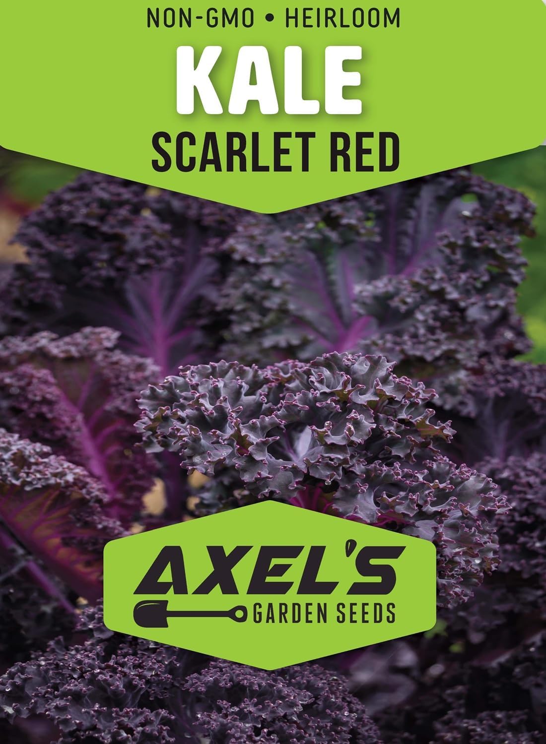 Kale Seeds for Planting - Plant & Grow Heirloom Kale Varieties Home Outdoor Garden – Easy Grow Planting Packet Instructions Included, Great Gardening Gift – 3 Packets of Each Variety