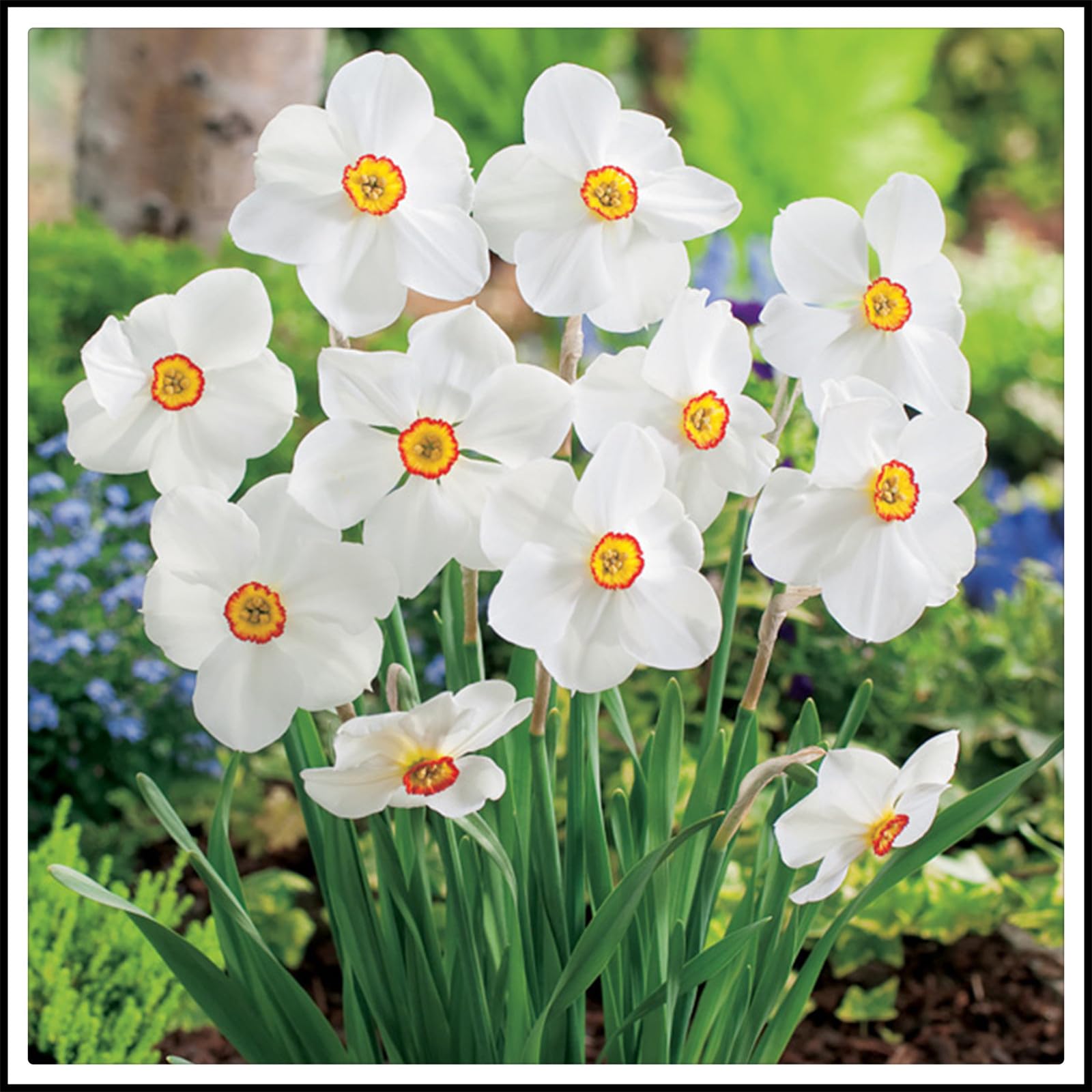 Excellent Display,Flowering Rhizome,Easy to Plant/Suitable, Wedding Flowers/Daffodil Bulbs/Greening Flower/Cut Flowers/Narcissus Bulbs-4 Bulbs-H