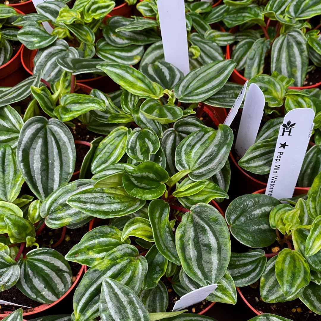 Peperomia Mini Watermelon Wholesale in 4 inch Pots 30-Pack Bulk