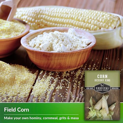 Miniatura 3 de Hickory King Semilla de maíz para plantar, 1 paquete con instrucciones para plantar y cultivar maíz de campo blanco o abolladura en el huerto de tu