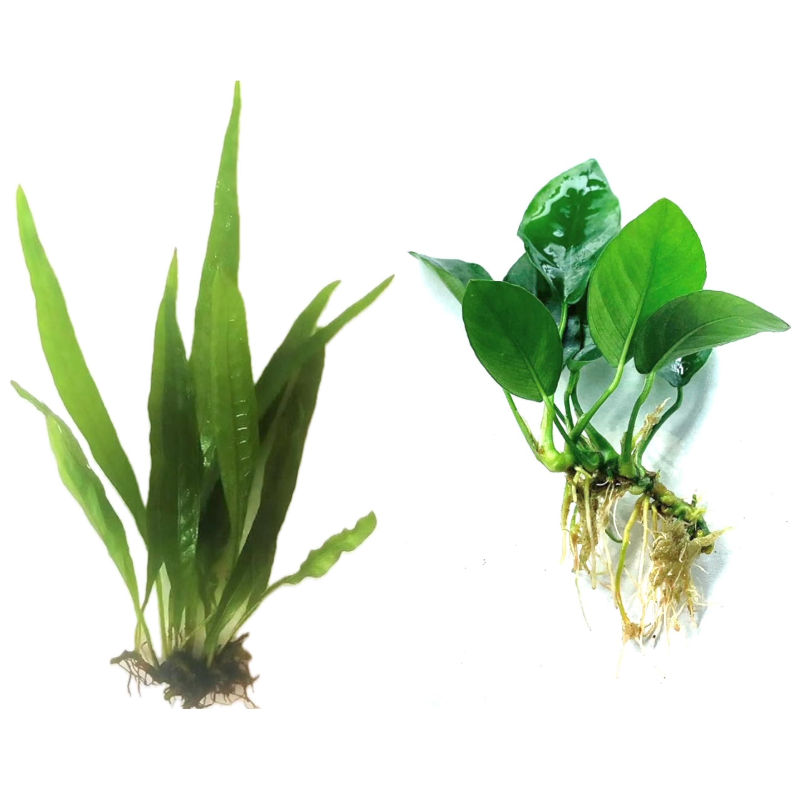 Java Fern and Anubias Aquarium Plant Bundle