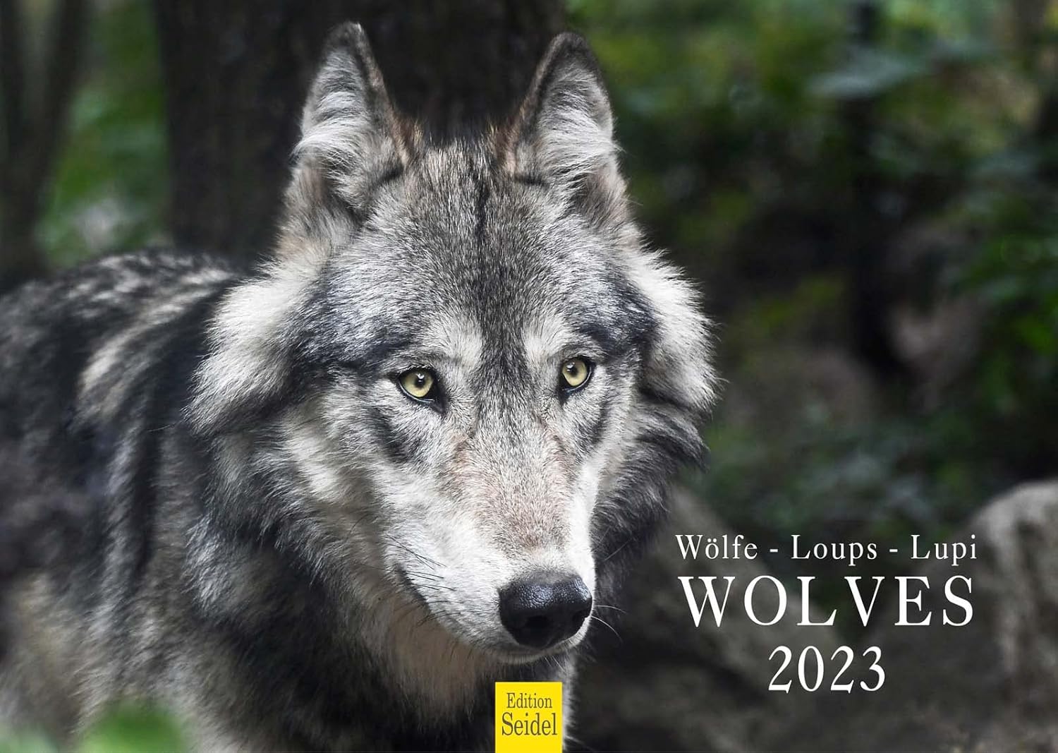 Edition Seidel Premium kalender fascinatie wolven 2025 formaat DIN A3 wandkalender dieren wilde dieren roedel wolf bos natuur